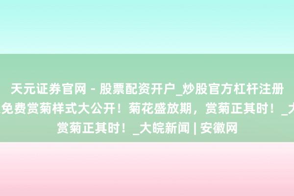 天元证券官网 - 股票配资开户_炒股官方杠杆注册 明朗上河园三大免费赏菊样式大公开！菊花盛放期，赏菊正其时！_大皖新闻 | 安徽网